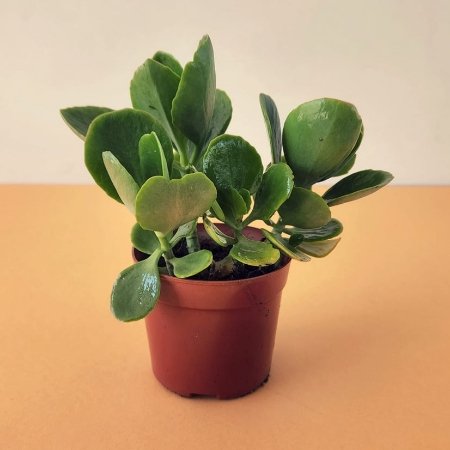 Crassula Ovata (Jade Plant) – Pot 10 cm Crassula Ovata (Jade Plant) – Pot 10 cm