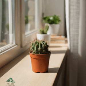 Small Ball Cactus – Pot 10 cm كرة صبار صغيرة