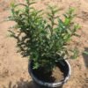 Lime Prickly Ash (Zanthoxylum) Lime Prickly Ash (Zanthoxylum)