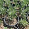 Lavender Plant – Pot 15 cm Lavender Plant – Pot 15 cm