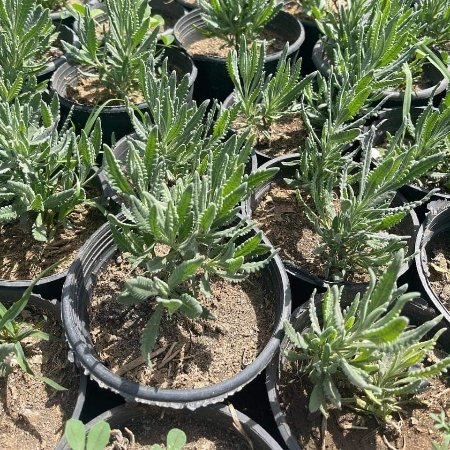 Lavender Plant – Pot 15 cm Lavender Plant – Pot 15 cm