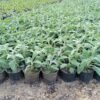 Sage Plant – Pot 20 cm