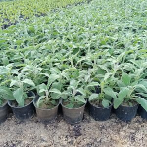 Sage Plant – Pot 20 cm