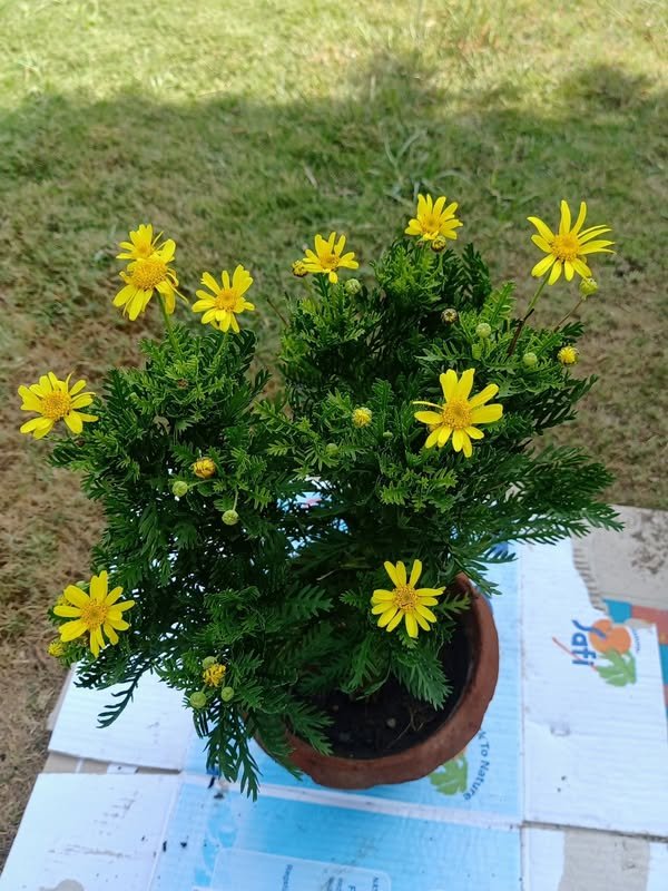 Yellow Euryops Plant Yellow Euryops Plant