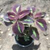 Coleus Plant – Pot 15 cm Coleus Plant – Pot 15 cm