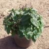 Local Mint Plant Local Mint Plant
