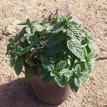 Local Mint Plant Local Mint Plant