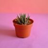Haworthia Zebra (Haworthia fasciata) – Pot 10 cm Compact zebra-striped succulent in a 10 cm pot, perfect for indoor decoration and easy to care for.