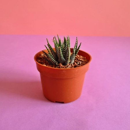 Haworthia Zebra (Haworthia fasciata) – Pot 10 cm Compact zebra-striped succulent in a 10 cm pot, perfect for indoor decoration and easy to care for.