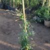 Istanbul Jasmine Plant – Height 80 to 90 cm ياسمين اسطنبولي