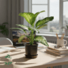 Dieffenbachia Pot 15cm – Air Purifying Dumb Cane Plant Dieffenbachia Pot 15cm
