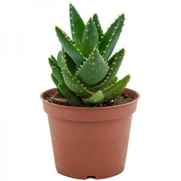 Aloe Brevifolia – Pot 10 cm Aloe Brevifolia – Pot 10 cm