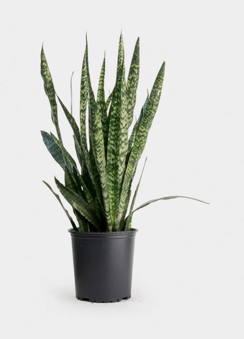Sansevieria Zeylanica – Pot 15 cm Sansevieria Zeylanica – Pot 15 cm