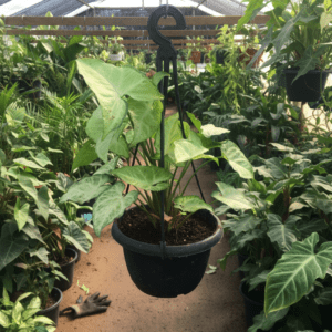 Syngonium 15cm Pot – Arrowhead Plant for Indoor Elegance syngonium