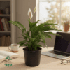 White Tradescantia Pot 20cm – Variegated Hanging Plant White Tradescantia Pot 20cm