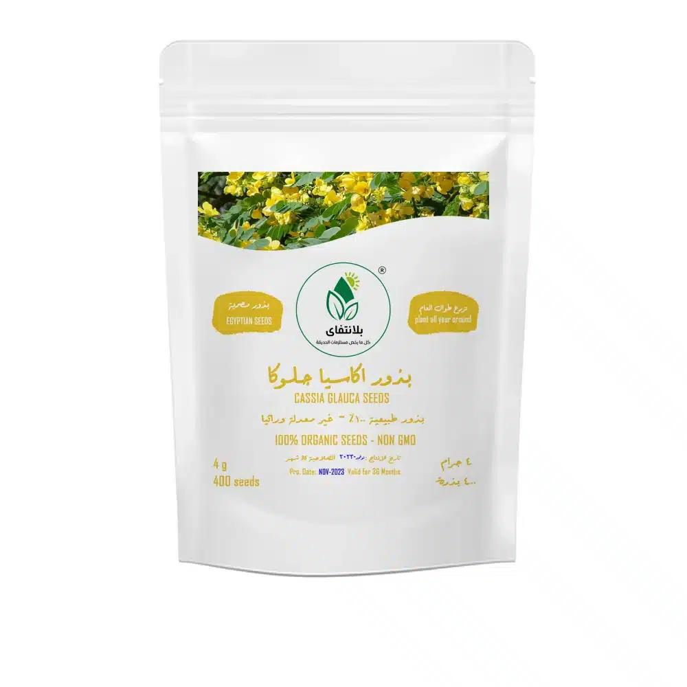 Acacia Glauca Seeds 4g – Fast Growing Yellow Flowering Shrub Acacia Glauca Seeds 4g