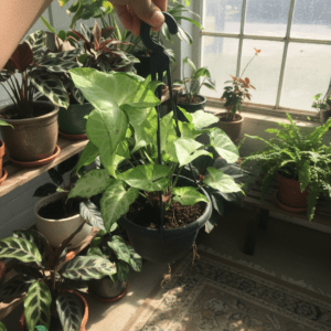 Syngonium 15cm Pot – Arrowhead Plant for Indoor Elegance سنجنيوم