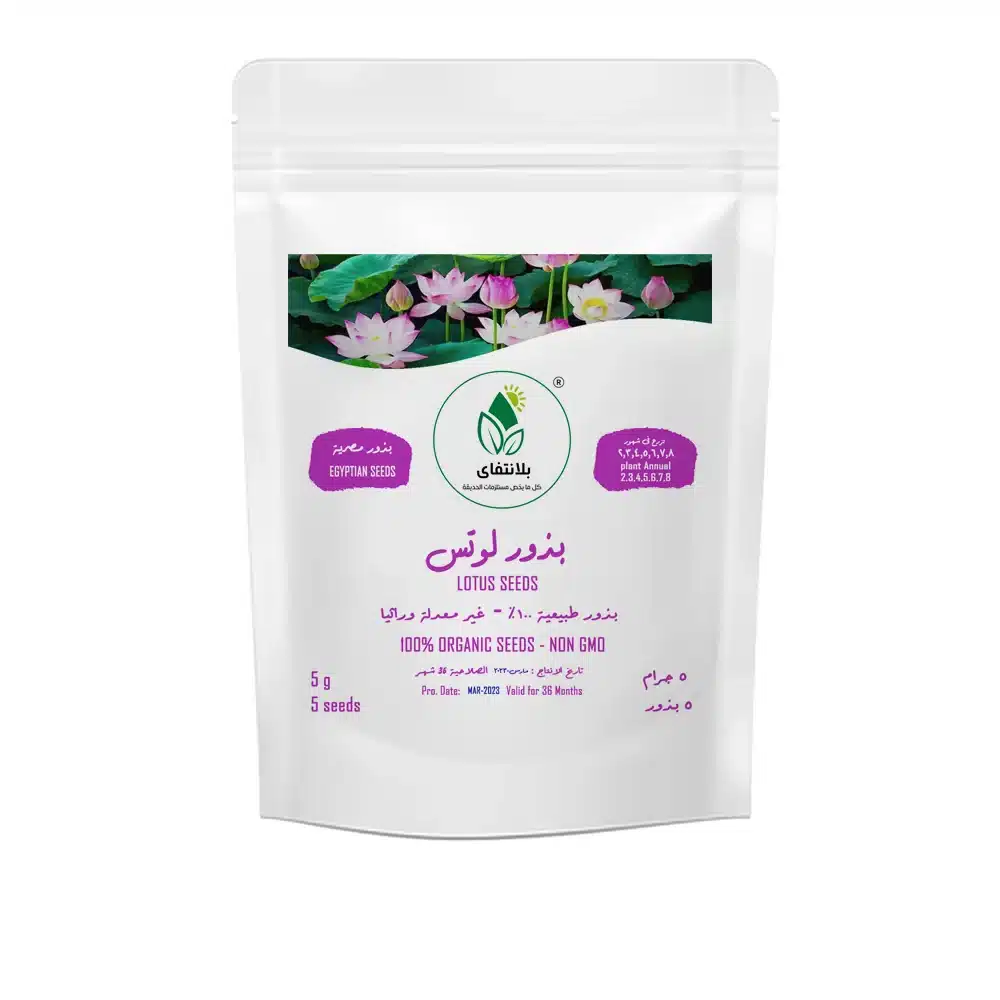 Lotus Seeds 5 Seeds – Grow Sacred Nelumbo Nucifera in Water Lotus Seeds 5 Seeds