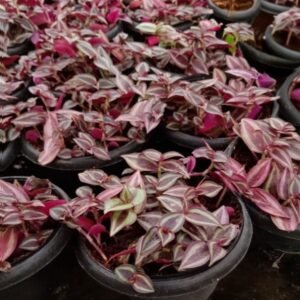 The kohl plant