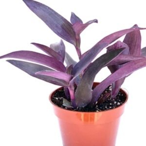 The kohl plant 10850