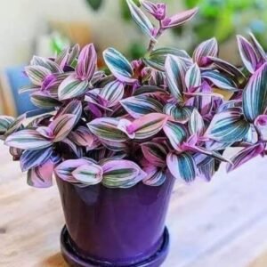 The kohl plant 10855