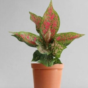 Aglaonema plant