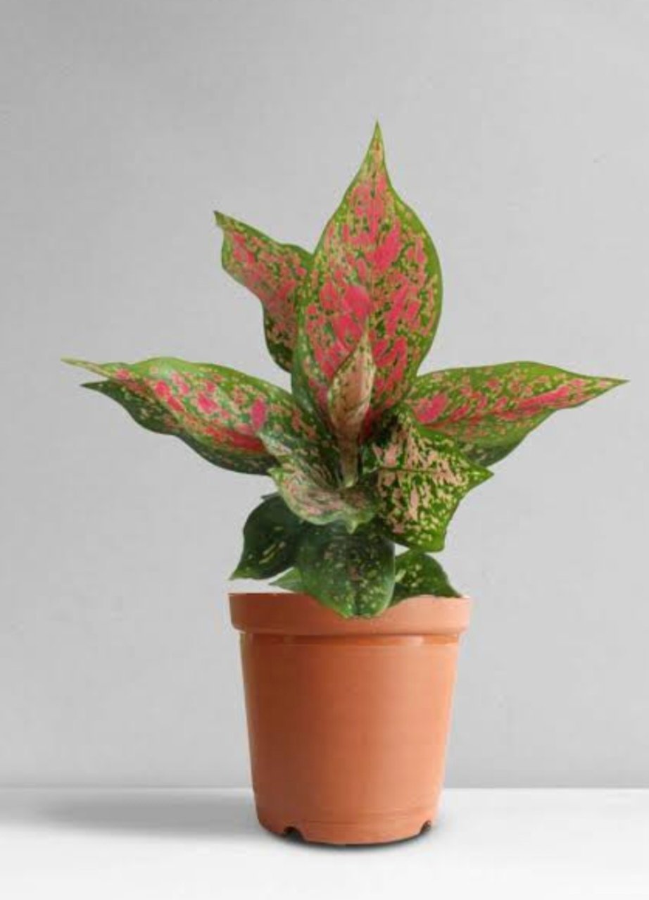 Aglaonema plant Aglaonema plant