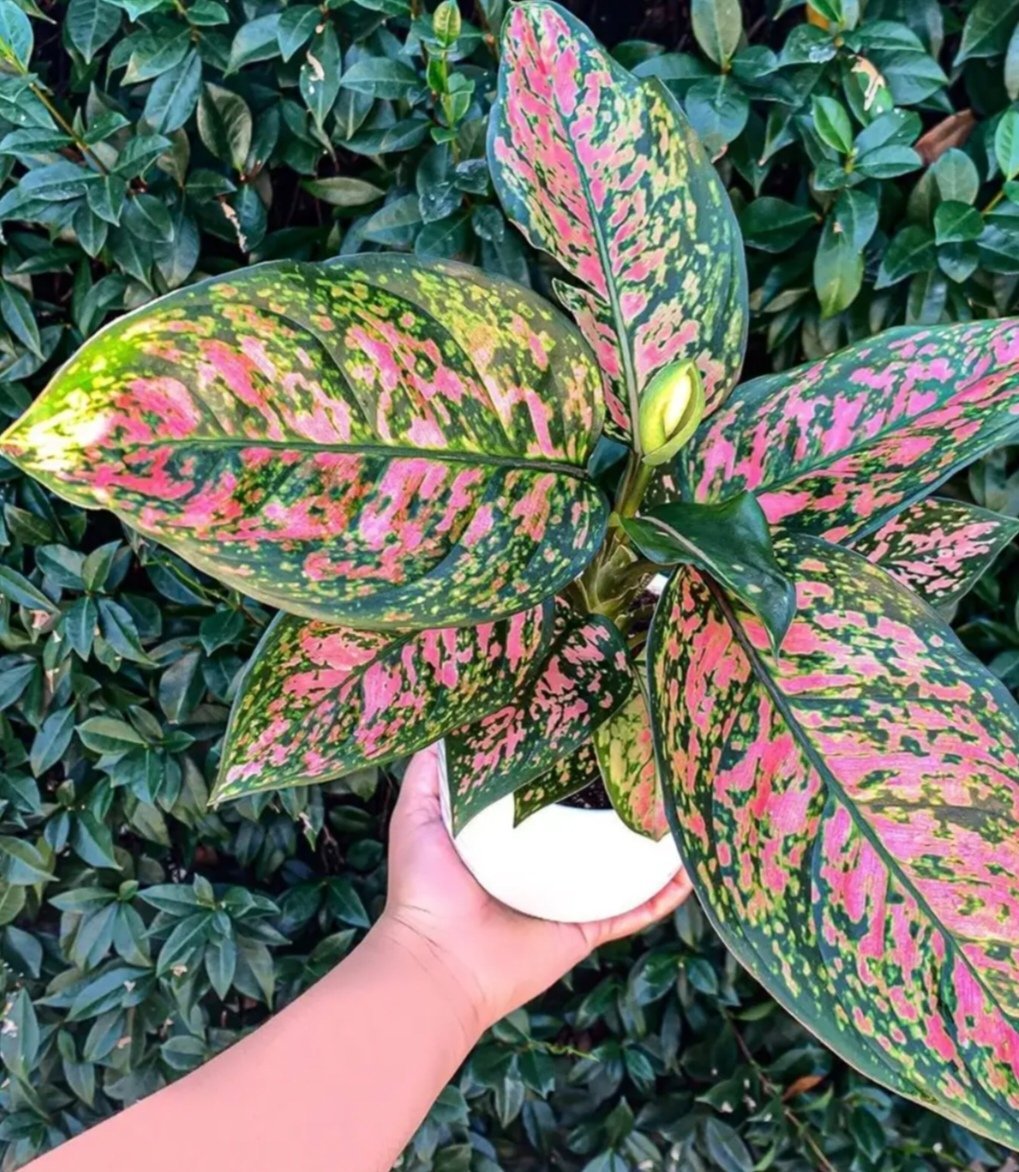 Aglaonema plant Aglaonema plant - Image 3