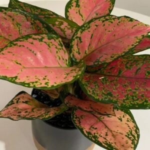 Aglaonema plant 10929