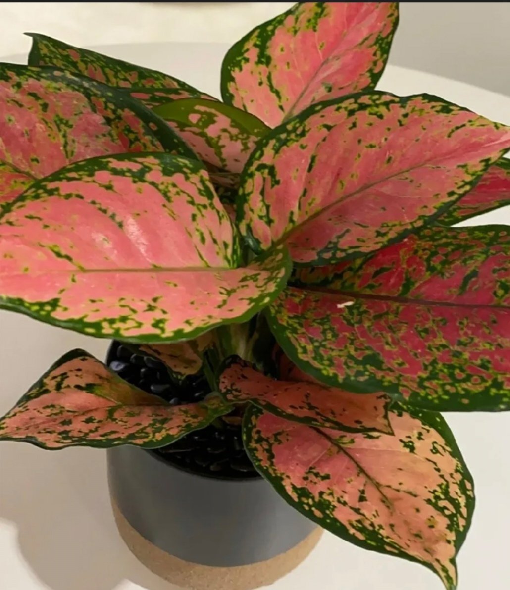 Aglaonema plant Aglaonema plant - Image 2
