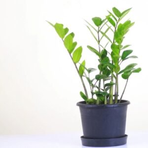 Obligatory plant