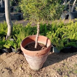 سرو لموني