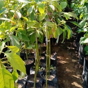 Avocado tree