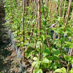 Passion fruit tree