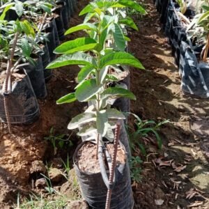 Guava tree