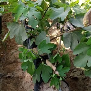 Barshoumi Fig Tree